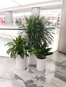 速看！江北盆景租摆价格全解析来了！